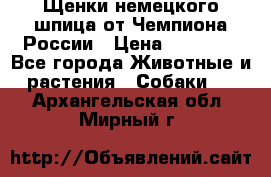 Щенки немецкого шпица от Чемпиона России › Цена ­ 50 000 - Все города Животные и растения » Собаки   . Архангельская обл.,Мирный г.